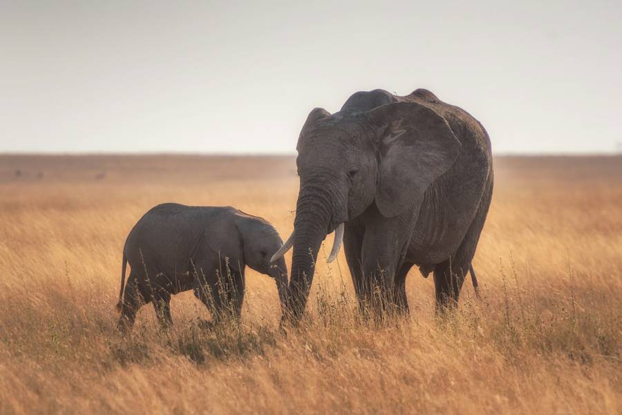 Serengeti safari